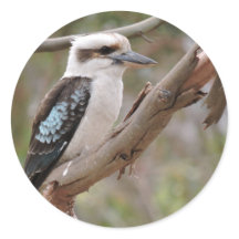 Kookaburra in Gum Tree -