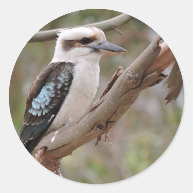 Sticker Rond Kookaburra in Gum Tree - (Devant)
