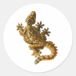 Sticker Rond Kuhl's Flying Gecko