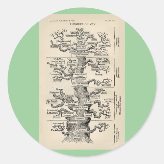 Sticker Rond L'"arbre de vie" d'Ernst Haeckel (Devant)