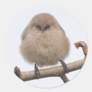 Sticker Rond La femelle Bushtit dans l'arbre à poires