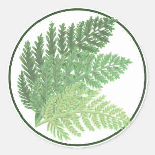 Sticker Rond La fougère verte de la mousse
