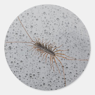 STICKER ROND LA MAISON CENTIPEDE.