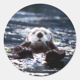 Sticker Rond La natation de la Louve de mer