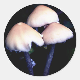 Sticker Rond La nature des champignons de minuit