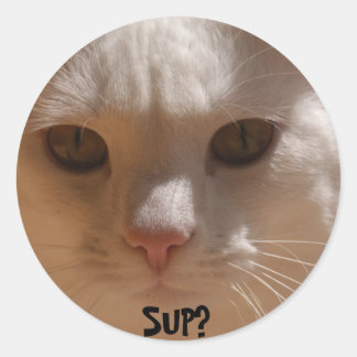 Sticker Rond La noix de coco le chat - SUP ?