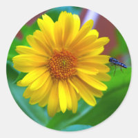 La volée des visiteurs et la photo de Marigold
