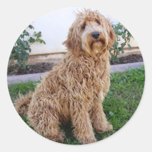 Sticker Rond Labradoodle Chien chiot