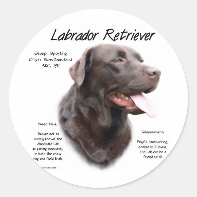 Sticker Rond Labrador Retriever (chocolat) Histoire Conception (Devant)