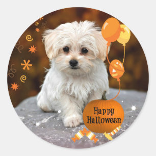 Sticker Rond L'adorable chiot maltais célèbre Halloween