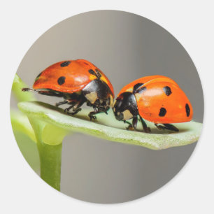 Sticker rond Lady Bugs