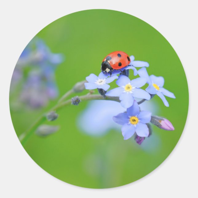 Sticker Rond LadyBug sur Forget-me-not (Devant)