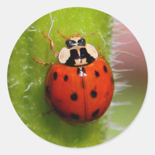 Sticker Rond Ladybug sur l'échelle de tournesol