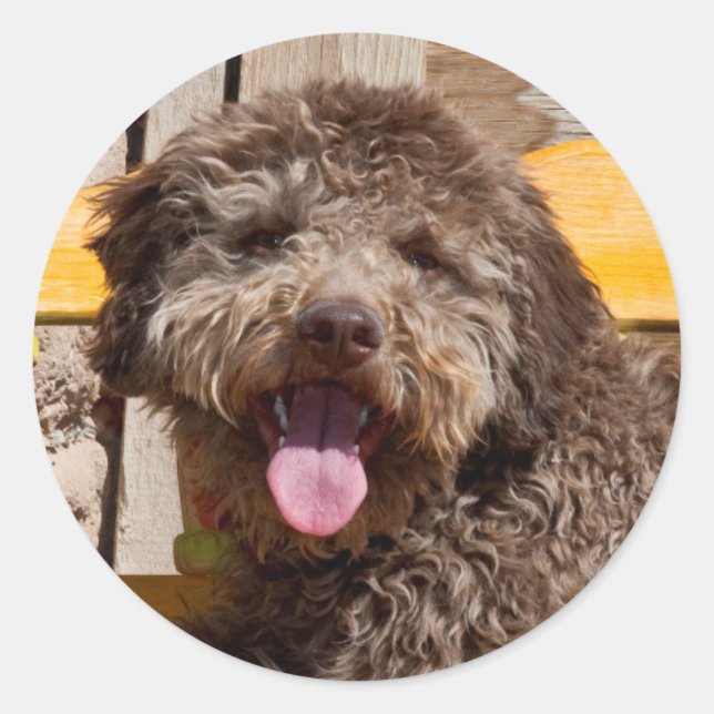 Sticker Rond Lagotto Romagnolo Allongé Sur Un Banc En Bois (Devant)