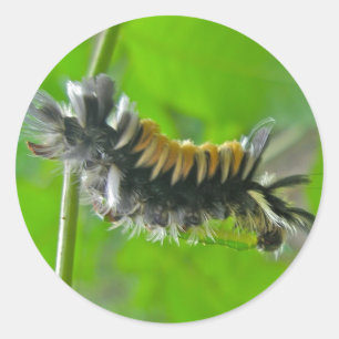 Sticker Rond Lait Tussock Moth Caterpillar Items