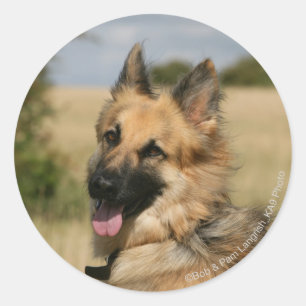 Sticker Rond Langue de berger allemande