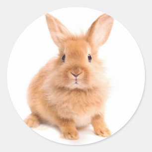 Sticker Rond Lapin