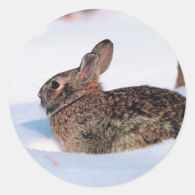 Sticker Rond Lapin d'hiver (Devant)