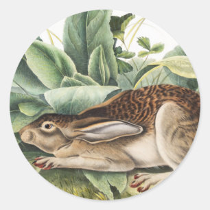 Sticker Rond Lapin lièvre à queue noire (Lepus negricaudatus)
