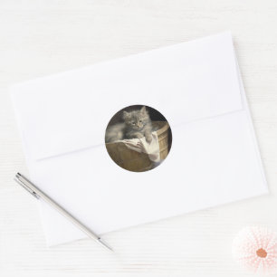 Sticker Rond Lave-linge Ou Portrait De Kitten Gris En Temps De 