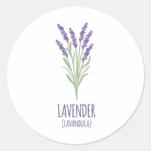 Sticker Rond Lavender Lavandula