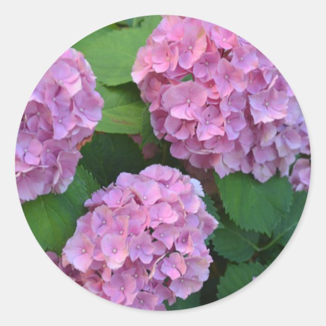 Sticker Rond Le buisson d'hortensia rose (Devant)
