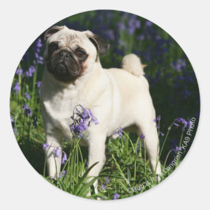 Sticker Rond Le Carlin de l'homme debout dans les cloches bleue