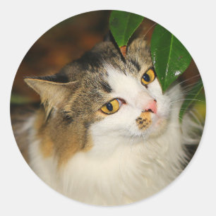 Sticker Rond Le chat et la Camellia