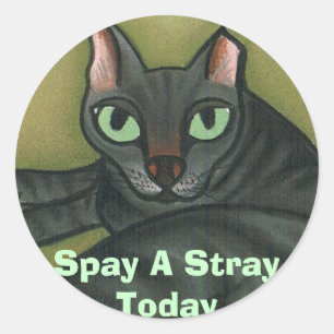 Sticker Rond Le chat sauvage, stérilisent une bête perdue