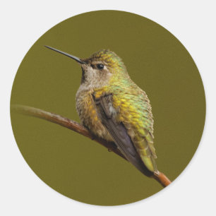 Sticker Rond Le colibri d'Anna sur la Trumpetvine écarlate
