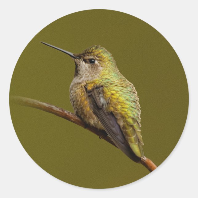 Sticker Rond Le colibri d'Anna sur la Trumpetvine écarlate (Devant)