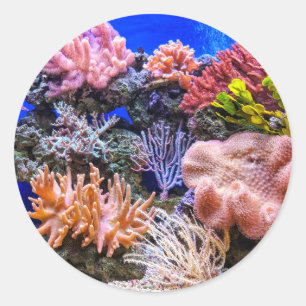 Sticker Rond Le corail dans un aquarium d'eau salée