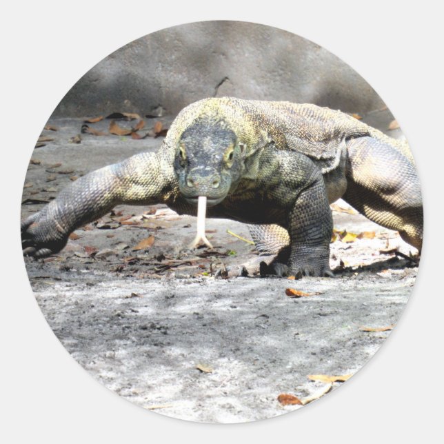 Sticker Rond Le dragon de Komodo sur les chasses (Devant)
