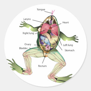 Sticker Rond Le graphique anatomique de la grenouille
