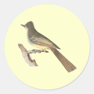 Sticker Rond Le Kingbird Grand-crêté	(crinitus de Tyrannus)