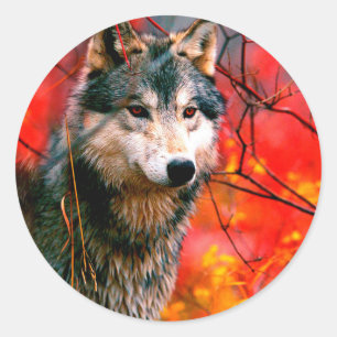 Sticker Rond Le loup à la recherche de feuilles dans une forê