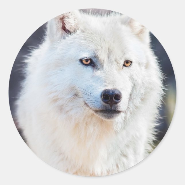 STICKER ROND LE LOUP BLANC (Devant)
