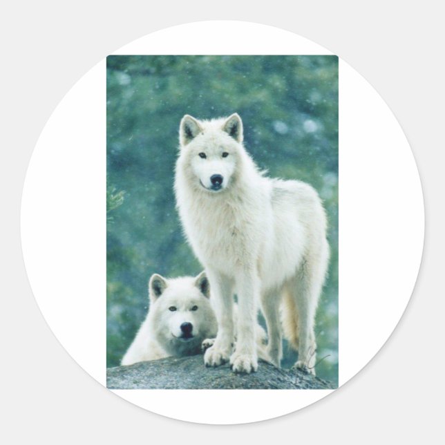 STICKER ROND LE LOUP BLANC (Devant)