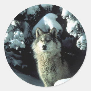 Sticker Rond Le loup de bois nord-américain en neige