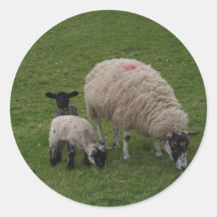 Sticker Rond Le mouton noir