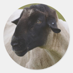 Sticker Rond Le noir a fait face à des moutons