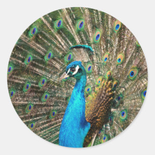 Sticker Rond Le paon bleu