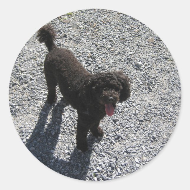 Sticker Rond Le Petit Poodle Noir (Devant)