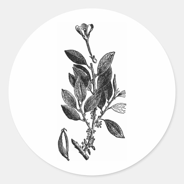 Sticker Rond Le Plante de Cacao (chocolat cru) (Devant)