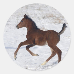 Sticker Rond Le poulain arabe dans la neige