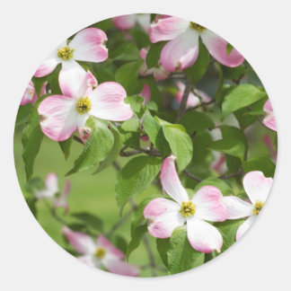 Sticker Rond Le printemps fleurit le bois de chien rose