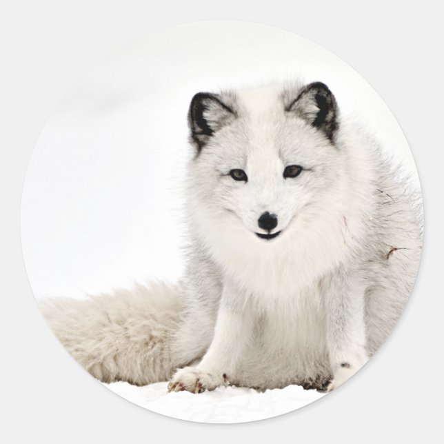 Sticker Rond Le renard arctique dans la neige (Devant)