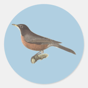 Sticker Rond Le Robin américain (Turdus migratorius) NY Birds