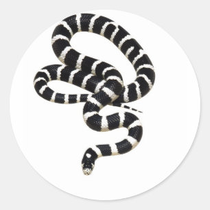 Sticker Rond Le Roi serpent de Junglewalk.com