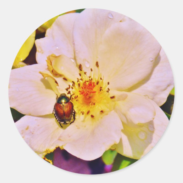 Sticker Rond Le scarabée japonais sur la rose blanche (Devant)